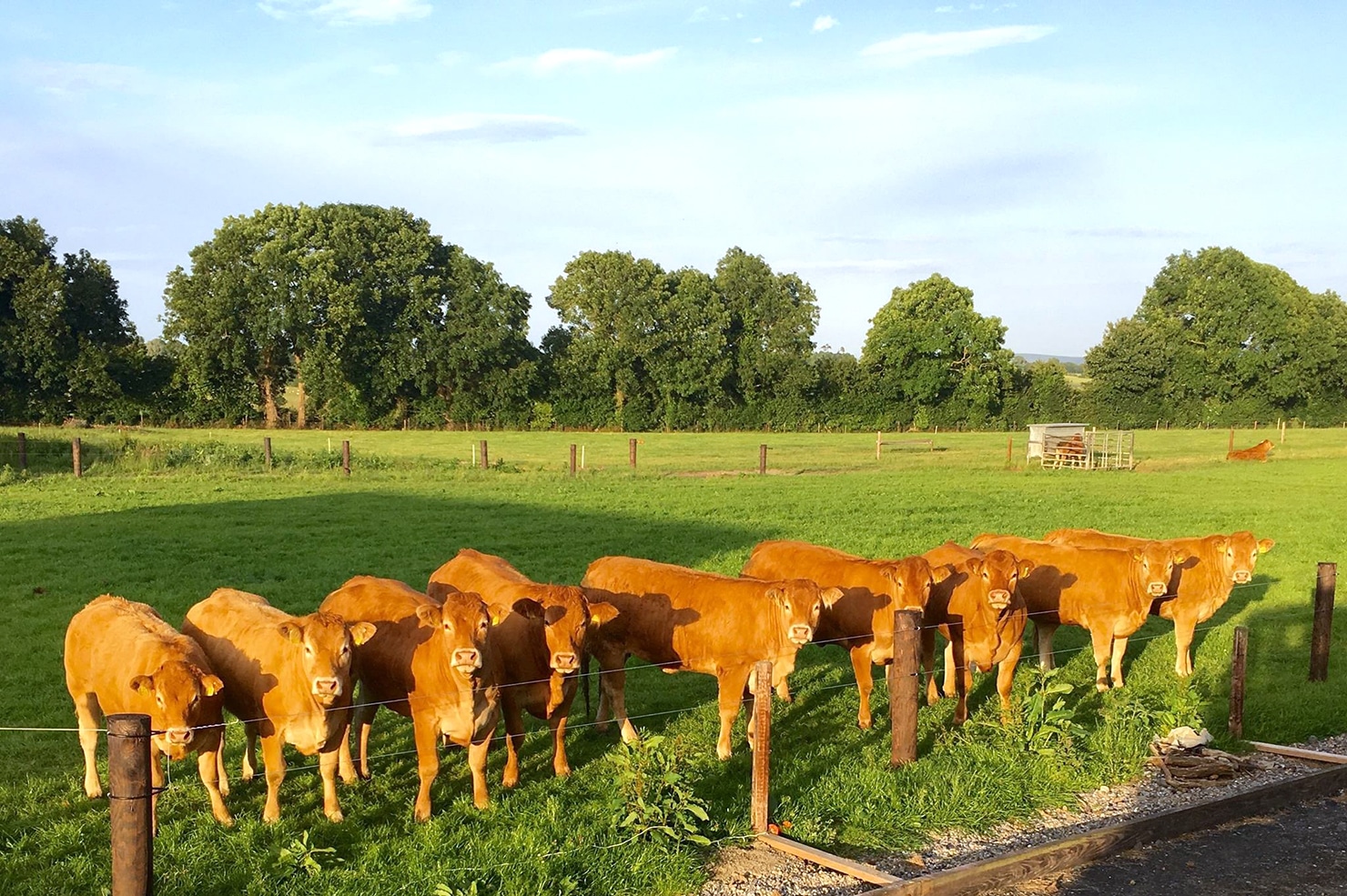 M. List Vieh und Fleischhandlung Fleisch